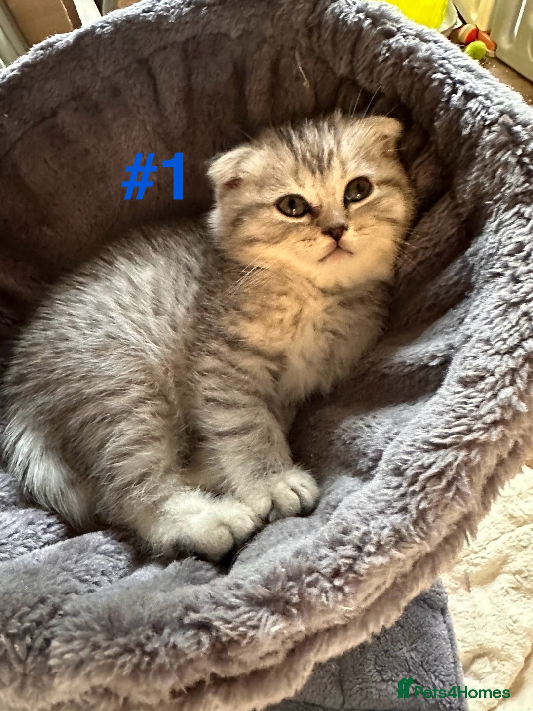 Scottish Fold cats for sale: Adorable Scottish Fold Kittens Ready for New Homes - Image 20
