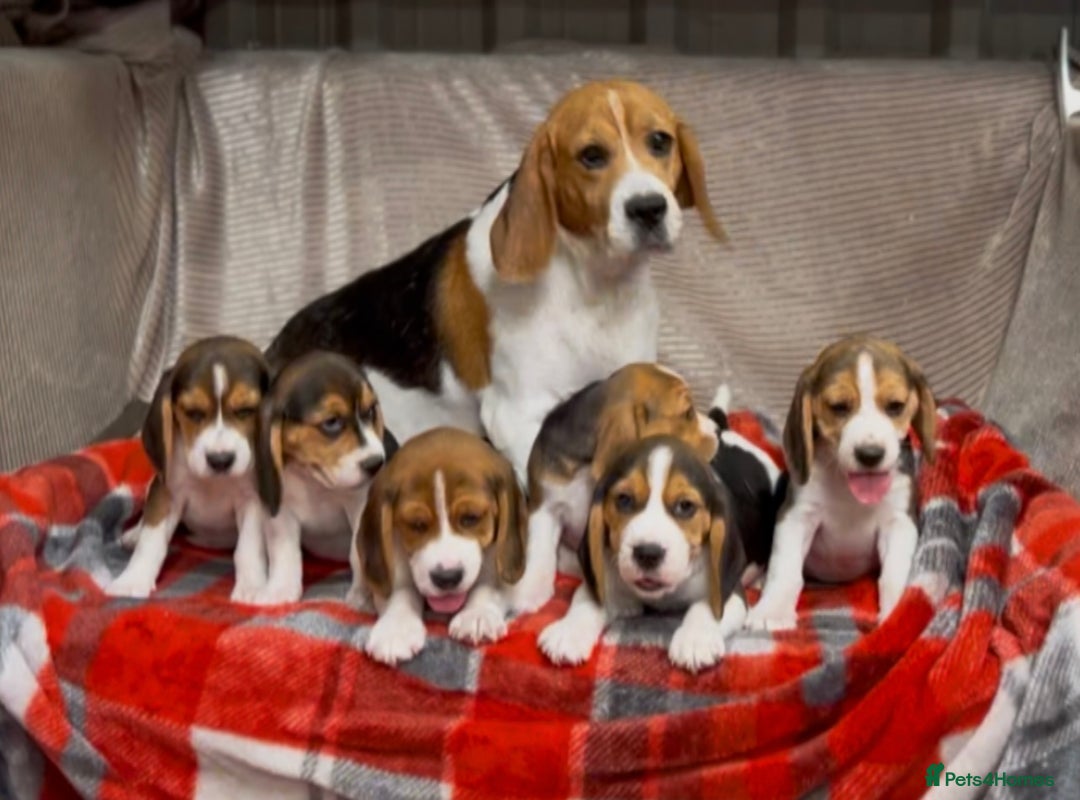 Beagle dogs for sale: SUPER CHUNKY KC SHOW BEAGLE PUPPIES - Image 7