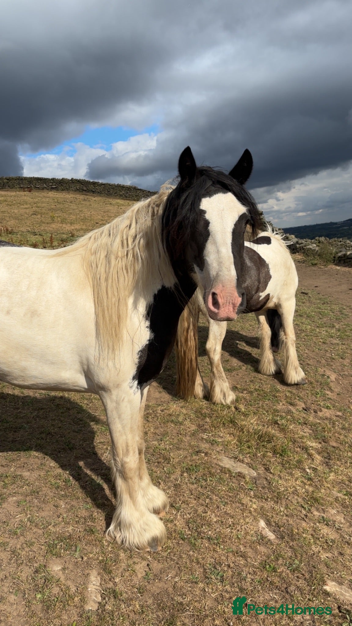 Irish Cob horses 13.2hh cob mare 4 years old.  - Advert 1