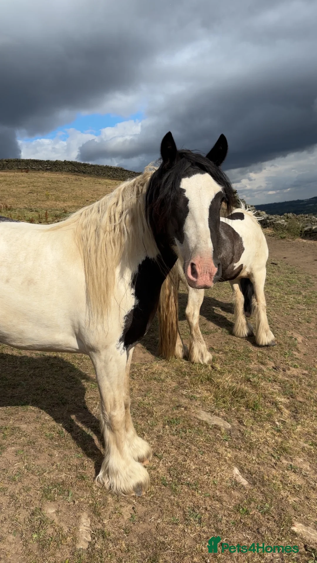 Irish Cob horses for sale: 13.2hh cob mare 4 years old.  - Advert 1