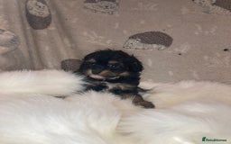 Cavapoo dogs for sale: Our last Toy cavapoo puppy looking for a home  - Image 5