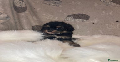 Cavapoo dogs - Advert 2