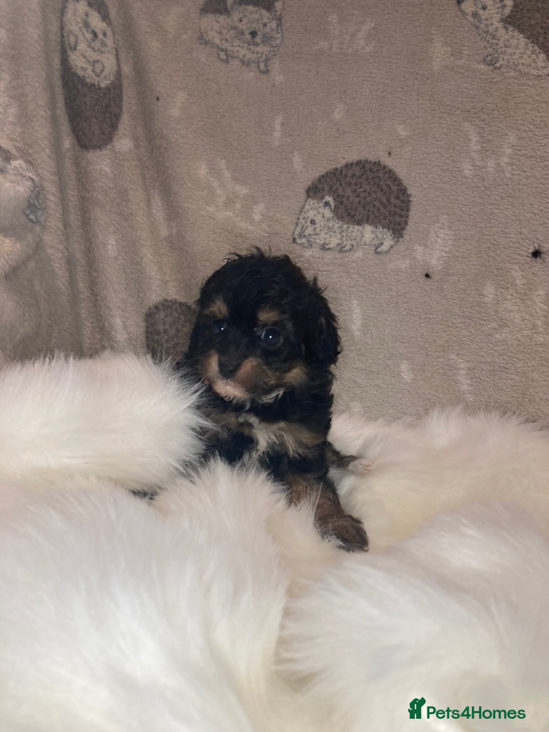 Cavapoo dogs for sale: Our last Toy cavapoo puppy looking for a home  - Image 5