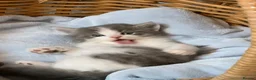 Maine Coon cats for sale: Maine Coon x Persian/Ragdoll Mix - Advert 9