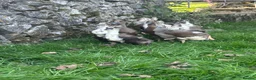 Ducks poultry for sale: Magpie / Runner Unsexed Ducklings  - Advert 6