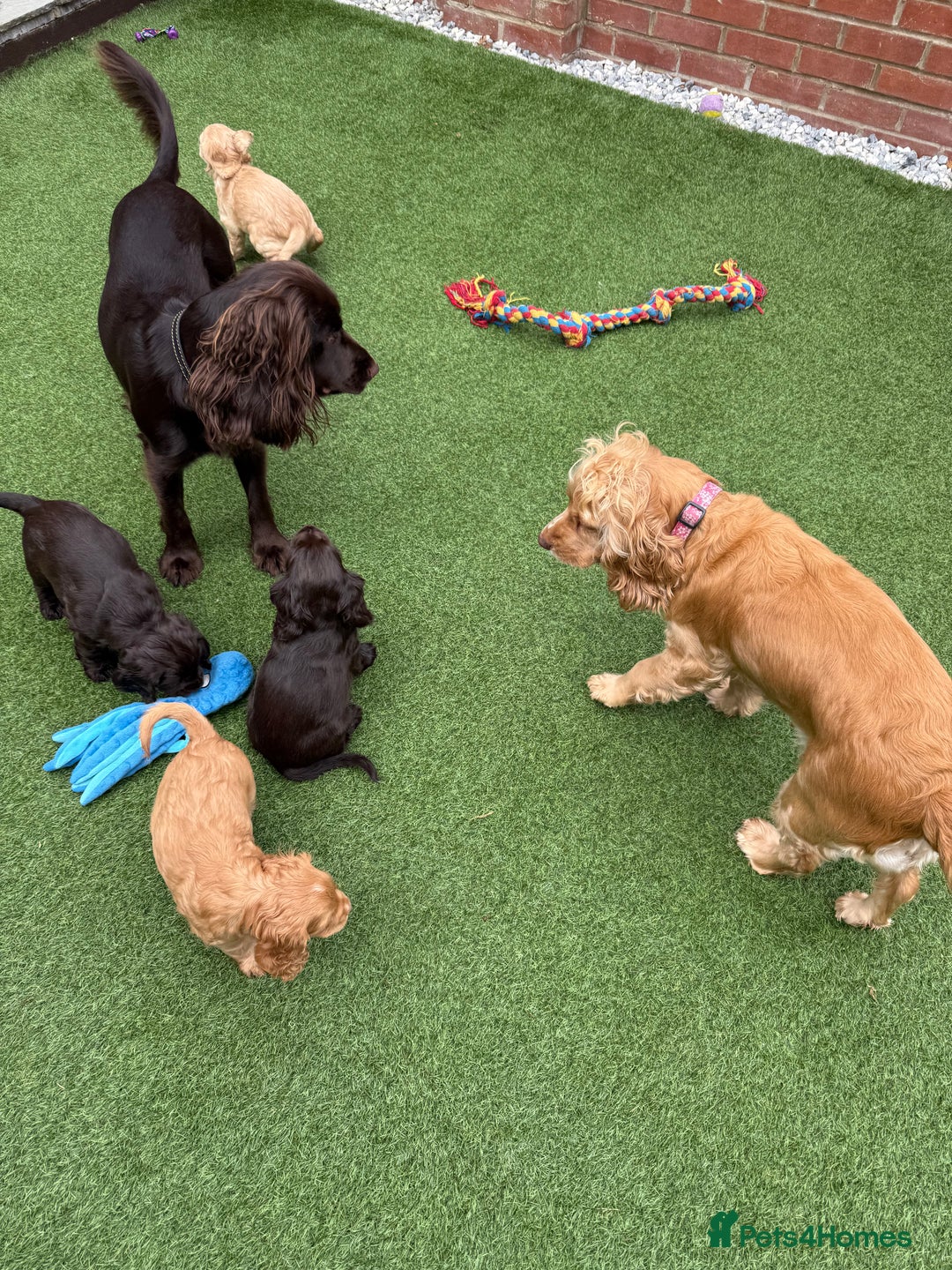Cocker Spaniel dogs for sale: Beautiful Cocker Spaniel Pups - Image 17