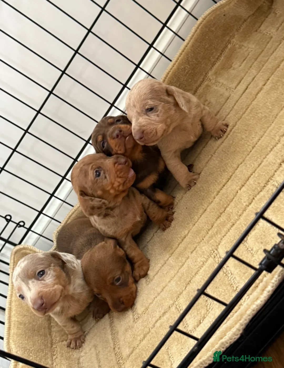 Dachshund dogs for sale: Dachshund puppies  - Advert 1