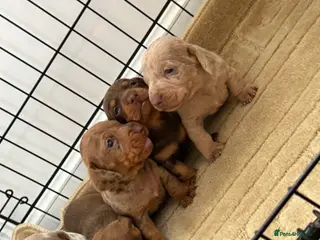 Dachshund dogs Dachshund puppies - Advert 1