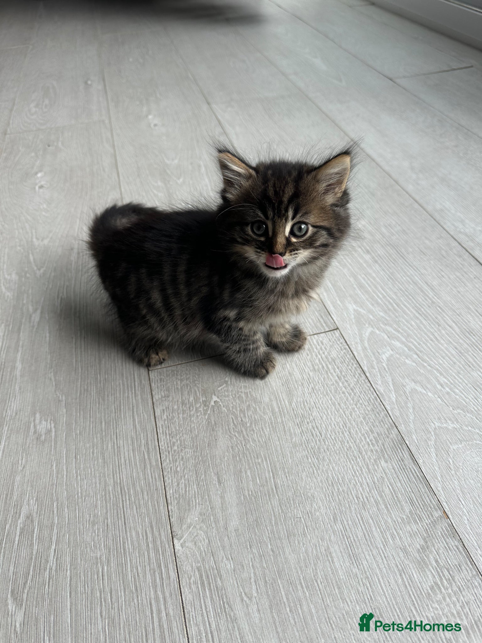 Mixed Breed cats Ready to Go 1 Male 1 Female Adorable Kittens - Advert 2