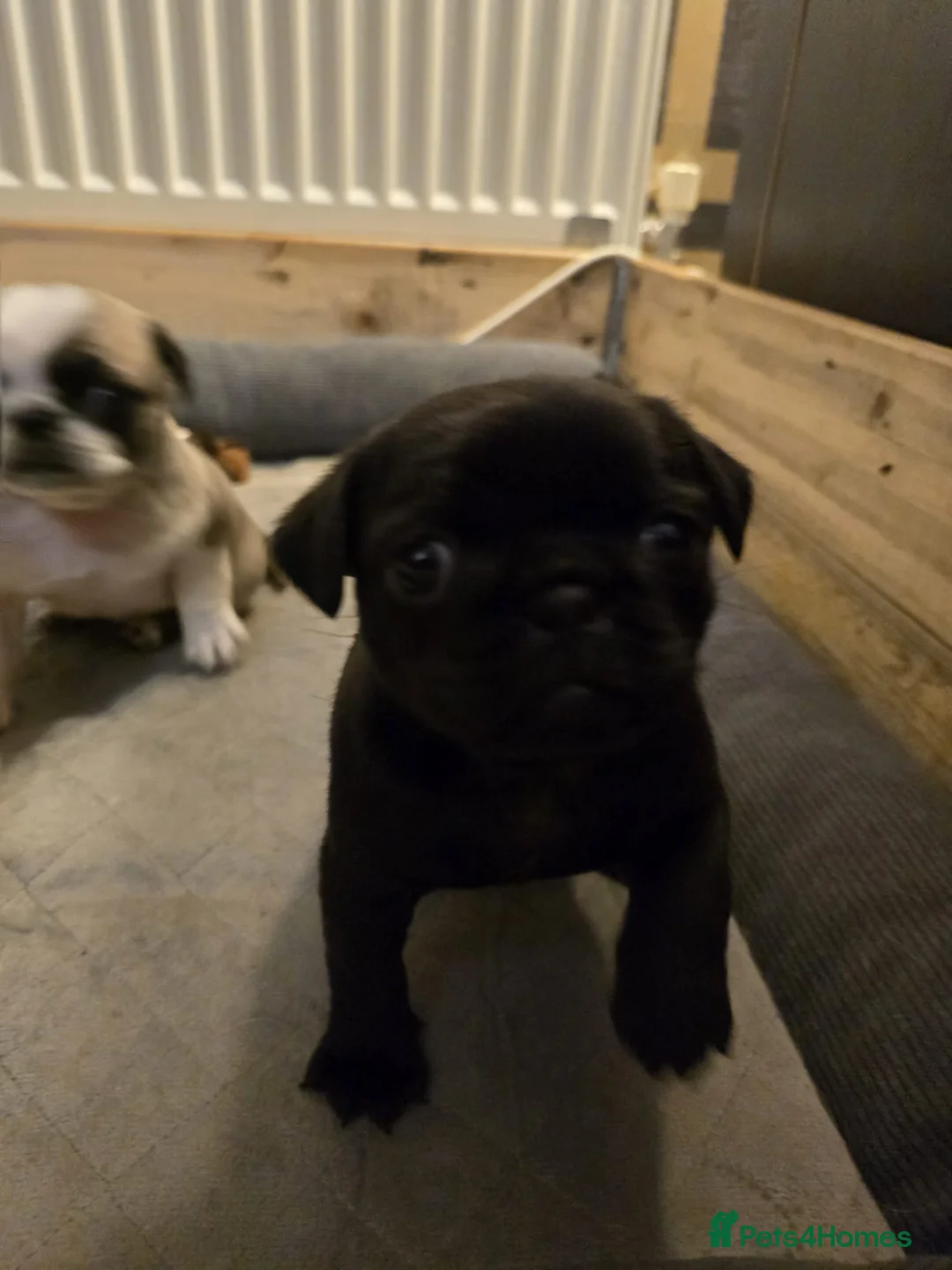 Pug dogs for sale: Beautifull pug pupies looking for a forever sofa in Plymouth - Advert 4