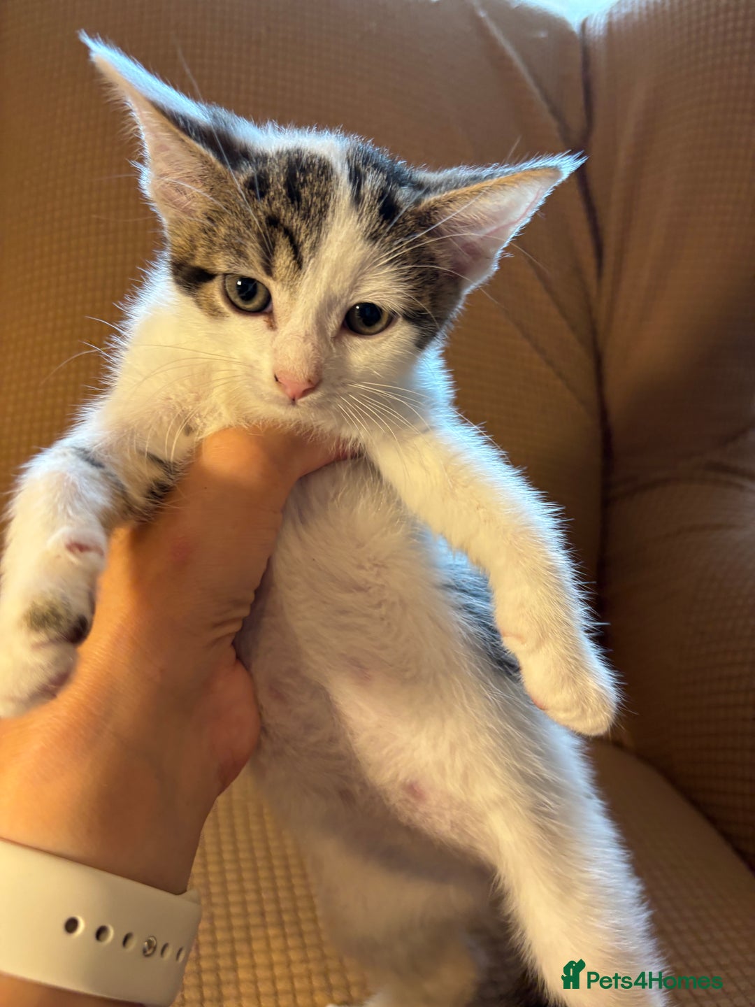 Mixed Breed cats for sale: Adorable mixed breed kittens in Kent! - Image 18