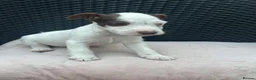 Jack Russell dogs for sale: 🐾Jack Russell Pups for Their Forever Homes! 🐾 - Advert 6