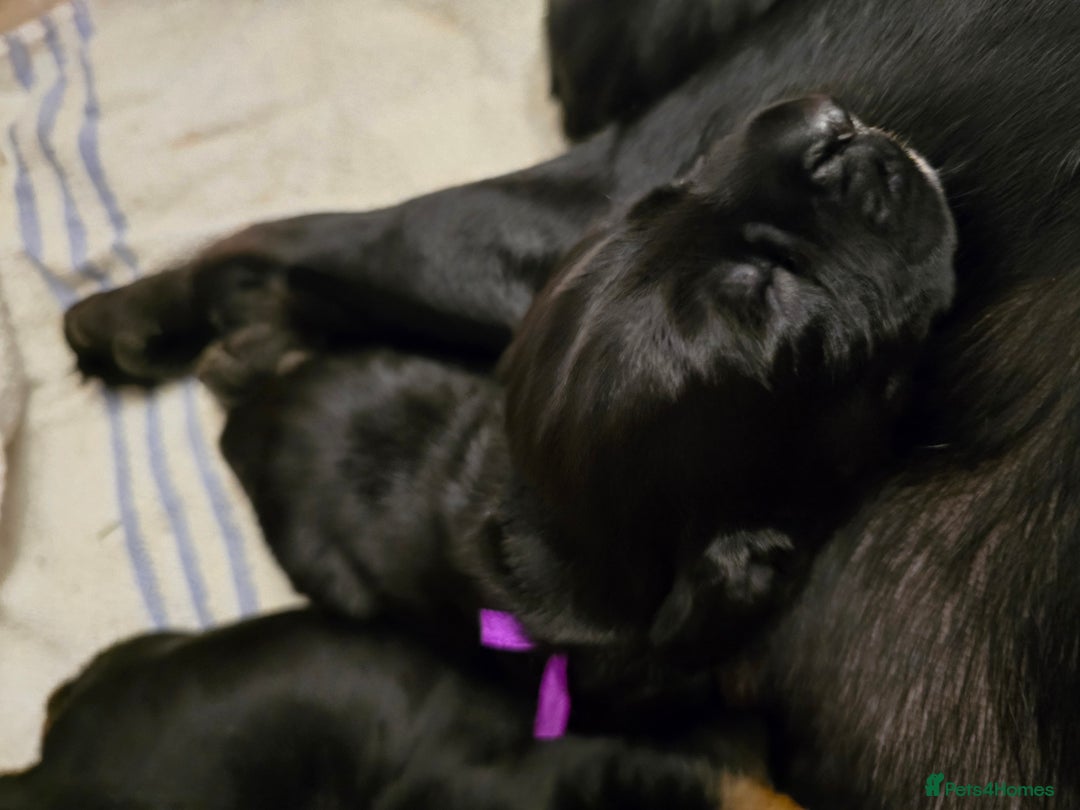 Mixed Breed dogs for sale: Sprocker puppies ready 10th Jan - Advert 8