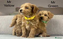 Maltipoo dogs for sale: STUNNING BOYS AND GIRL. DNA TESTED CLEAR FATHER - Image 9