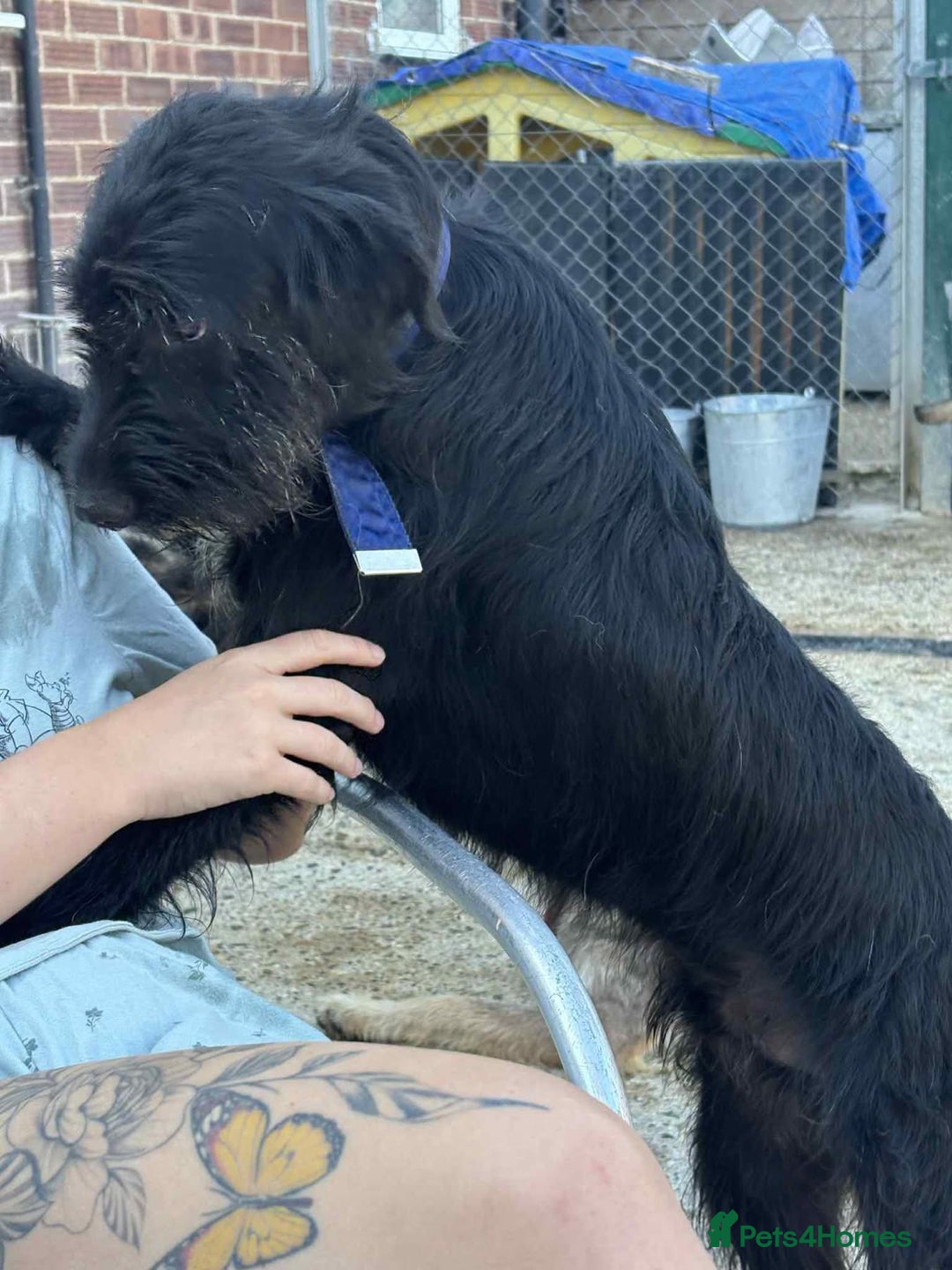 Mixed Breed dogs for adoption: Micky - Norwich Norfolk  - Image 12