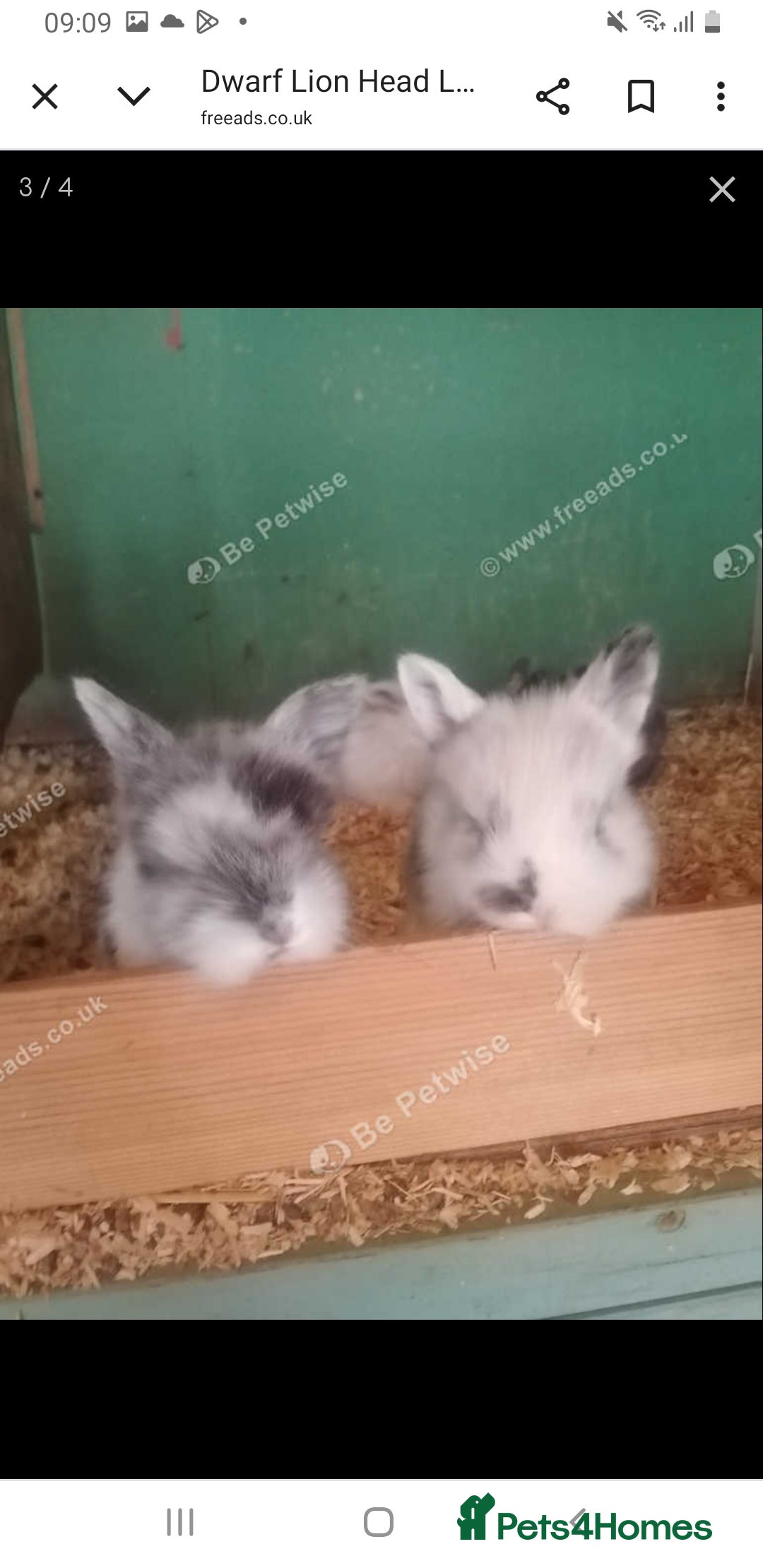 Lionhead rabbits for sale: Blue harlequin Mini lion lops  - Image 12