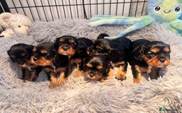 Cavalier King Charles Spaniel dogs for sale: Gorgeous KC Health tested cavalier puppies - Image 4
