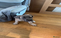 Cane Corso dogs for sale: Male Cane Corso - Image 16