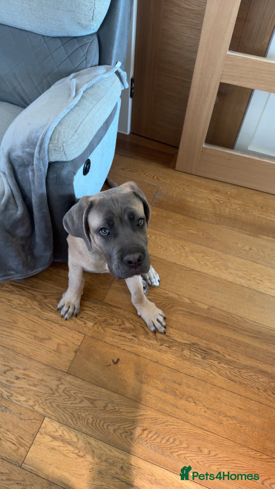 Cane Corso dogs for sale: Male Cane Corso - Image 16