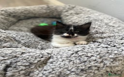 Maine Coon cats for sale: MaineCoon Female Kitten 🩷 - Image 2