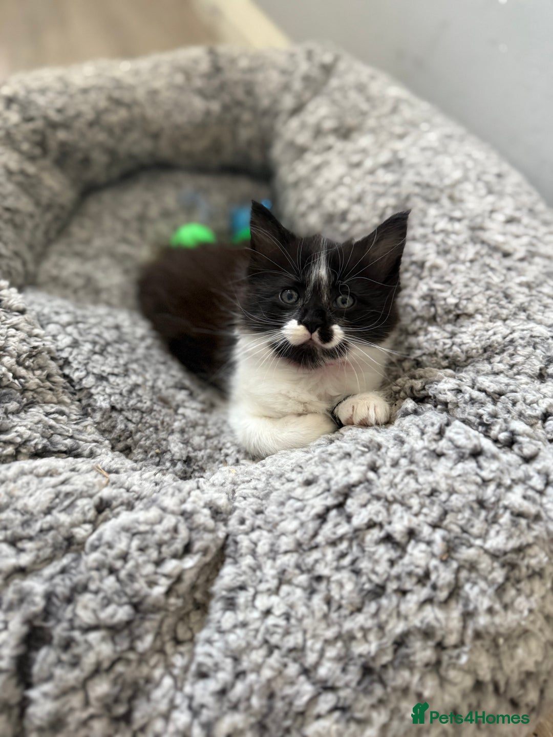 Maine Coon cats for sale: MaineCoon Female Kitten 🩷 - Image 2