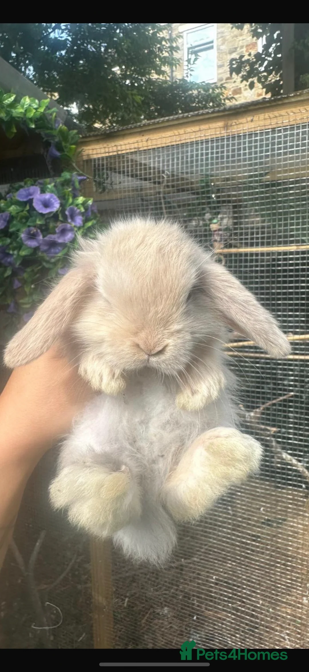 Mini Lop rabbits for sale: Baby Mini Lops - Advert 2