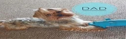 Yorkshire Terrier dogs for sale: Yorkshire terrier 2 boys - Advert 2