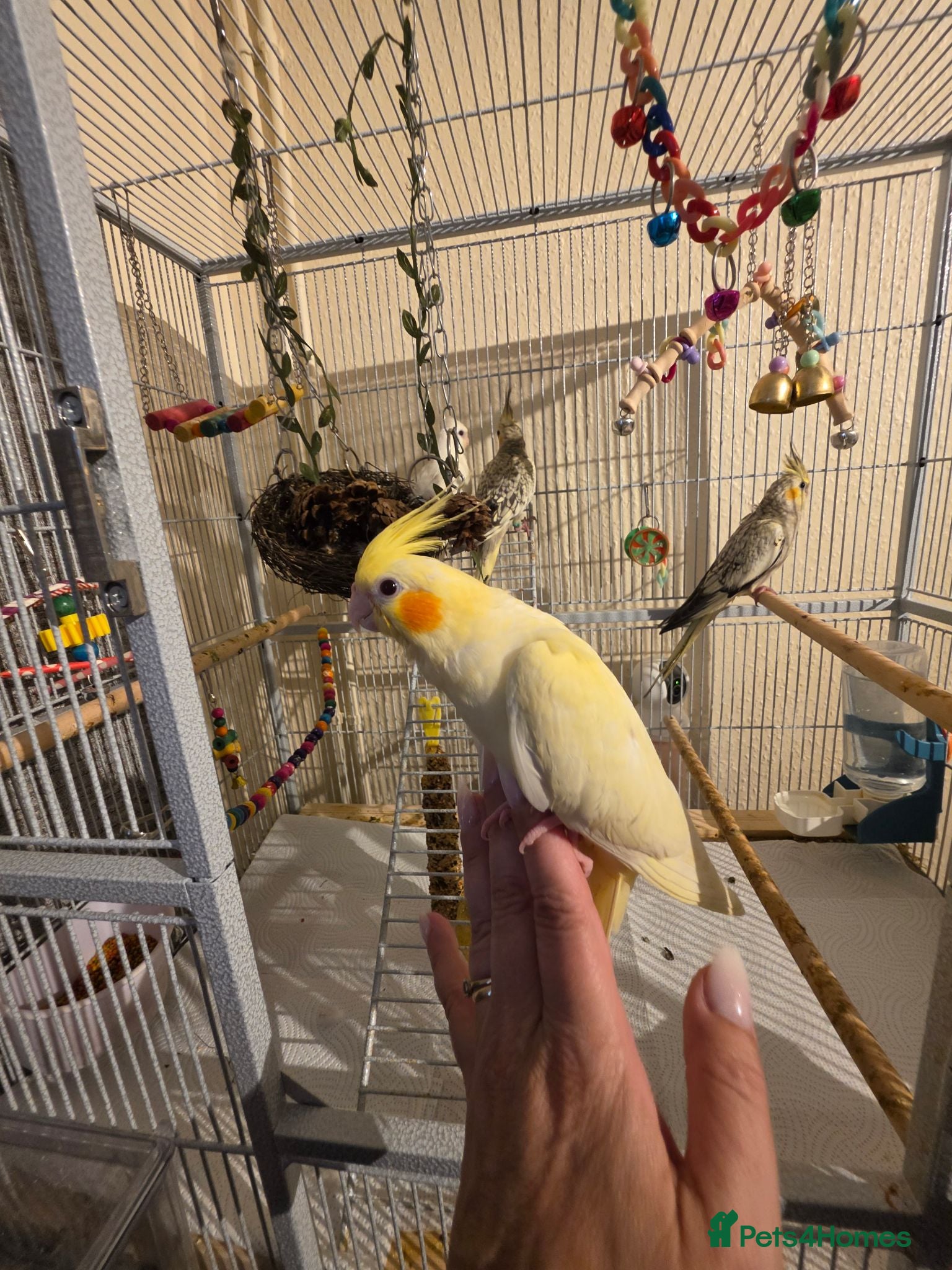 Cockatiels birds Hand Tame Female Cockatiel – 7½ Weeks Old 🐦 - Advert 2