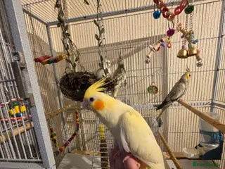 Cockatiels birds Hand Tame Female Cockatiel – 7½ Weeks Old 🐦 - Advert 2