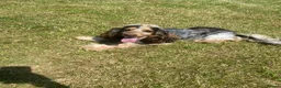 Cocker Spaniel dogs for sale: Adorable little show cocker spaniel pups  - Advert 4