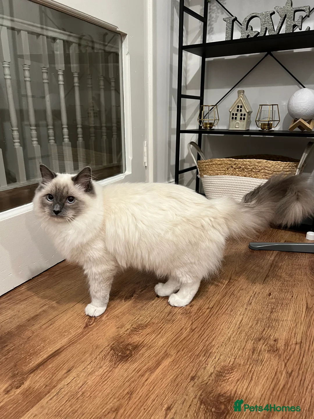 Ragdoll cats for sale: Ragdoll kitten – 7 months old - Advert 5