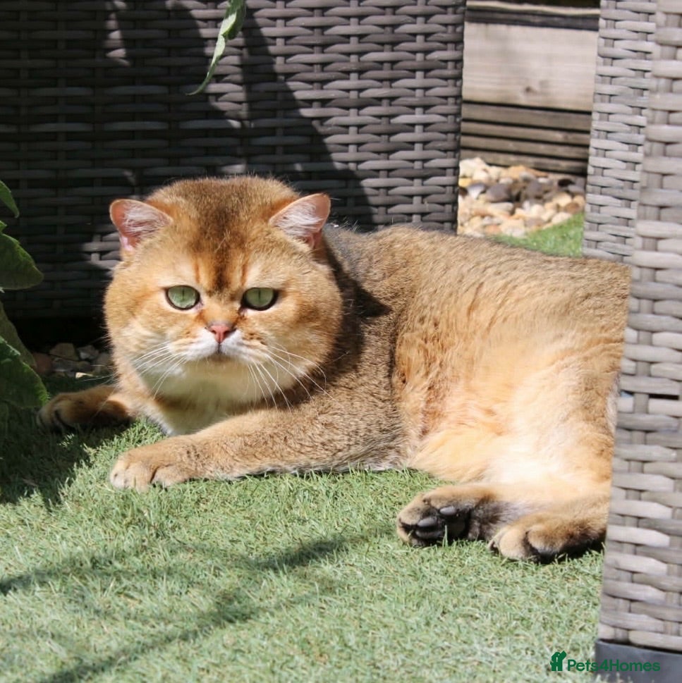 British Shorthair cats Pedigree British Shorthaired. - Advert 2
