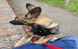 German Shepherd dogs for sale: German shepherd  - Image 3
