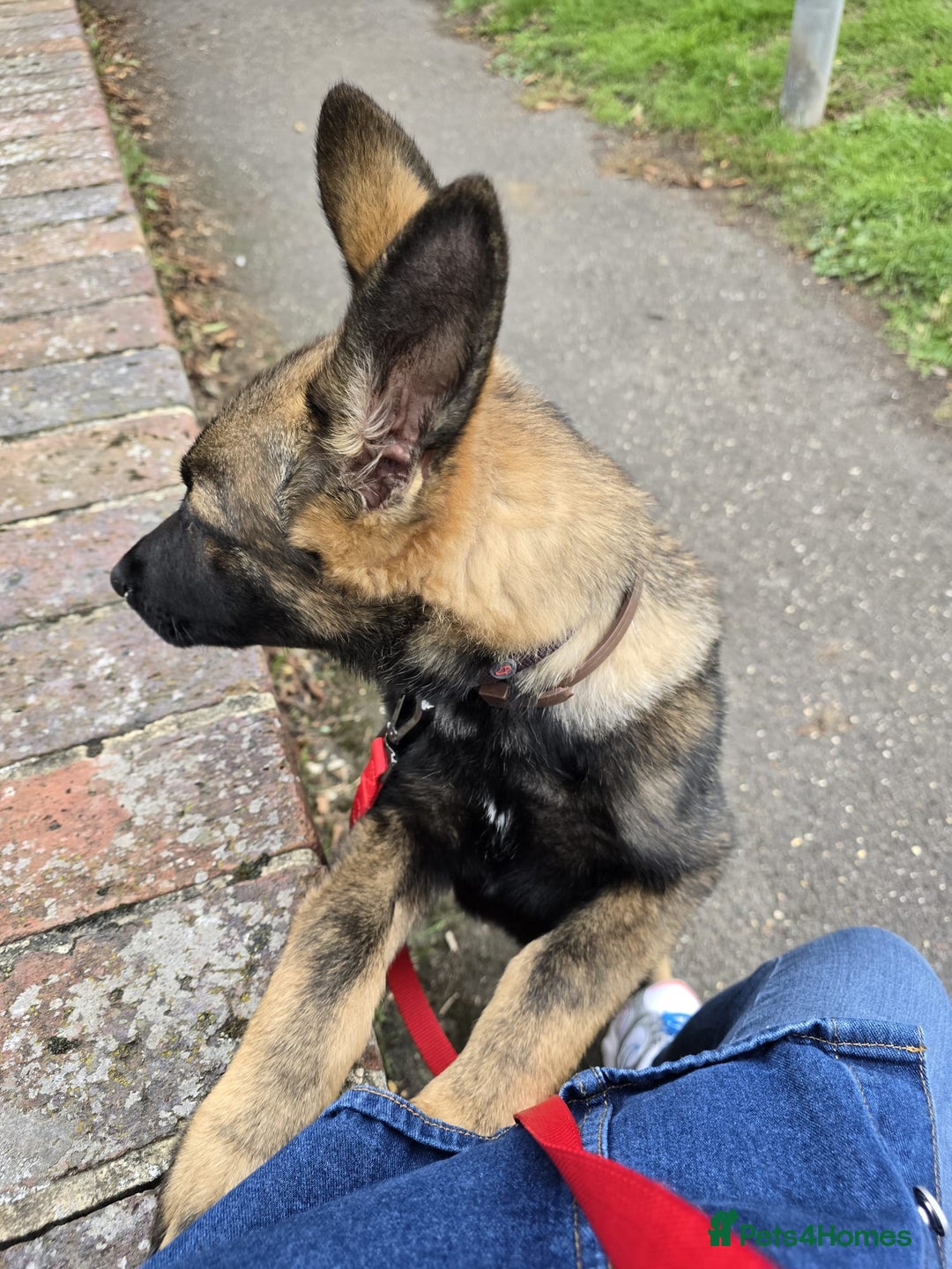 German Shepherd dogs for sale: German shepherd  - Image 3