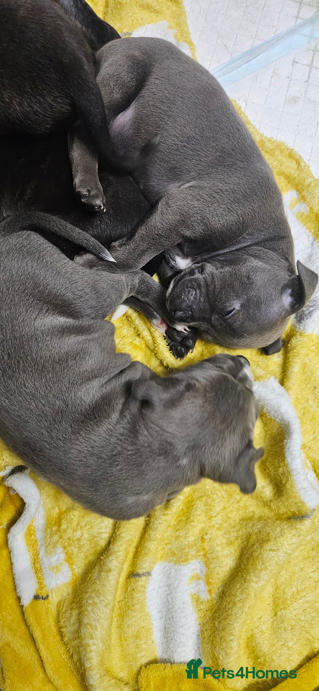 Mixed Breed dogs for sale: Mix Staffy puppies  - Image 2