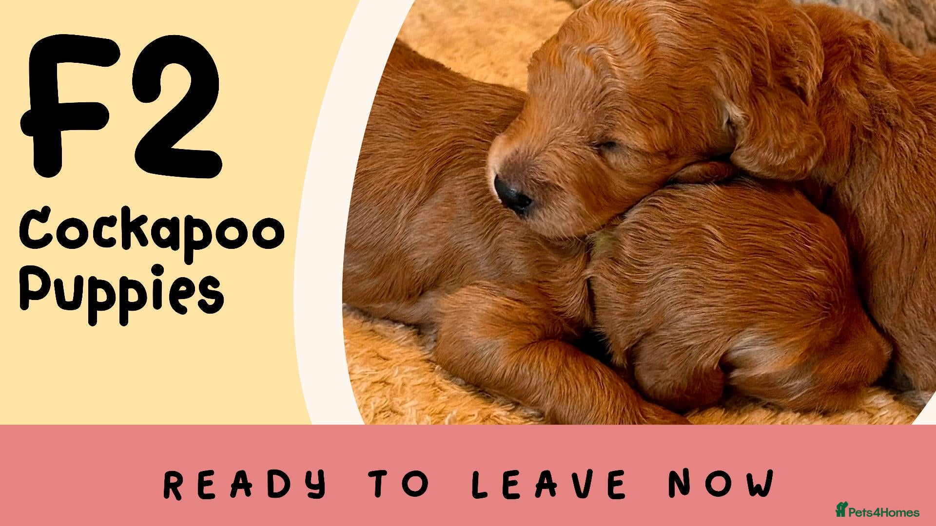 Cockapoo dogs for sale: Fox Red F2 Cockapoo Puppies - Advert 1