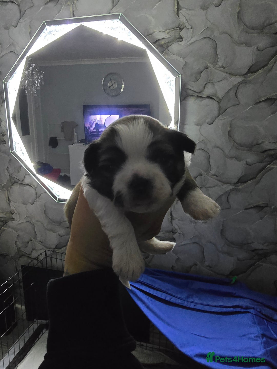 Shih Tzu dogs for sale: 3 chunky beautiful boy avaliable  - Advert 4