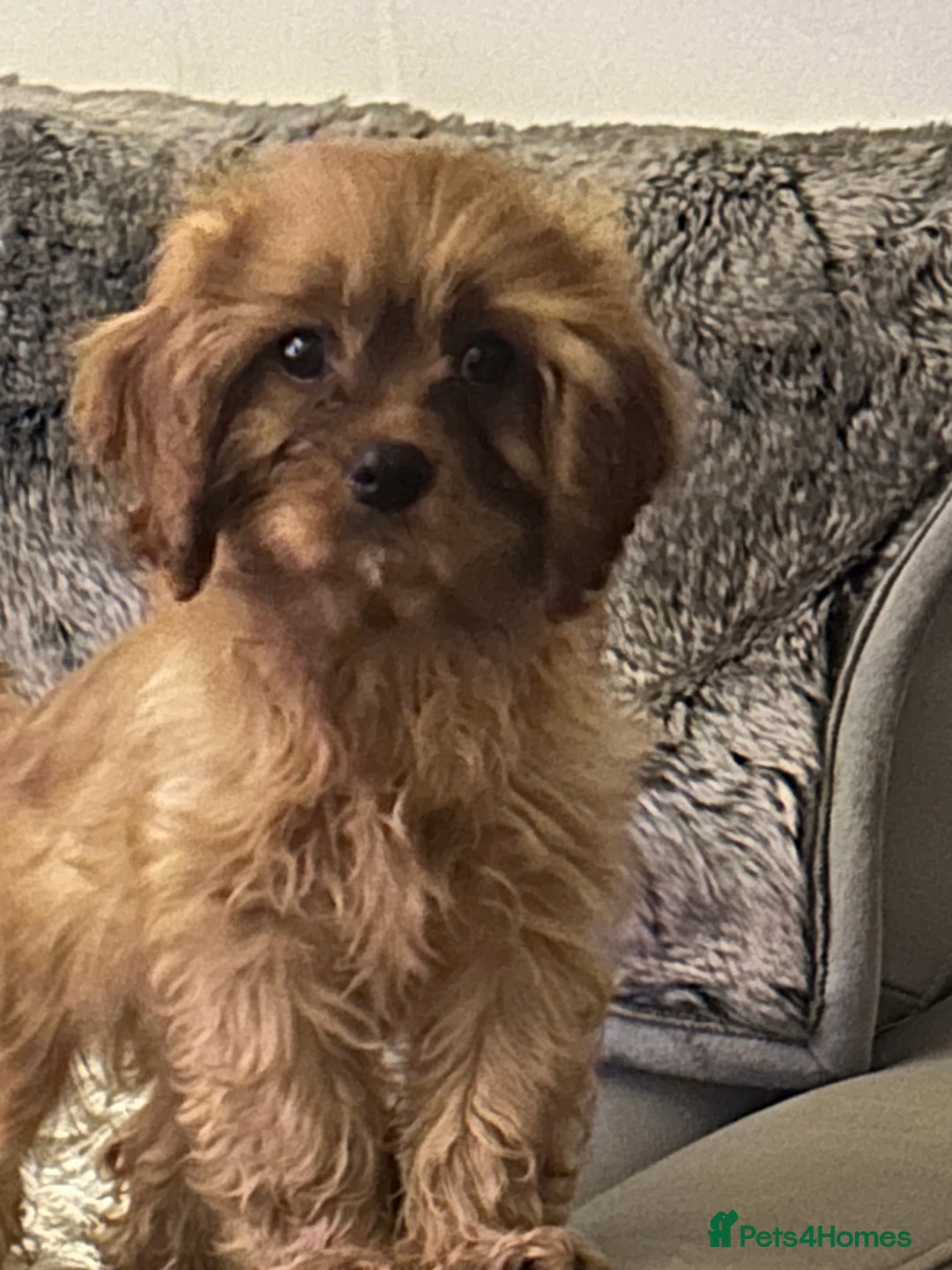 Cavapoo dogs for sale: Cavapoo F1 male puppy  - Advert 1