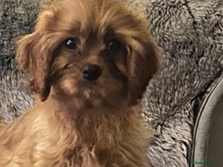 Cavapoo dogs Cavapoo F1 male puppy - Advert 11