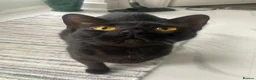 Mixed Breed cats for sale: Pure black cat with orange eyes - Advert 3