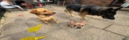 French Bulldog dogs for sale: Rehome in Northampton - Advert 8
