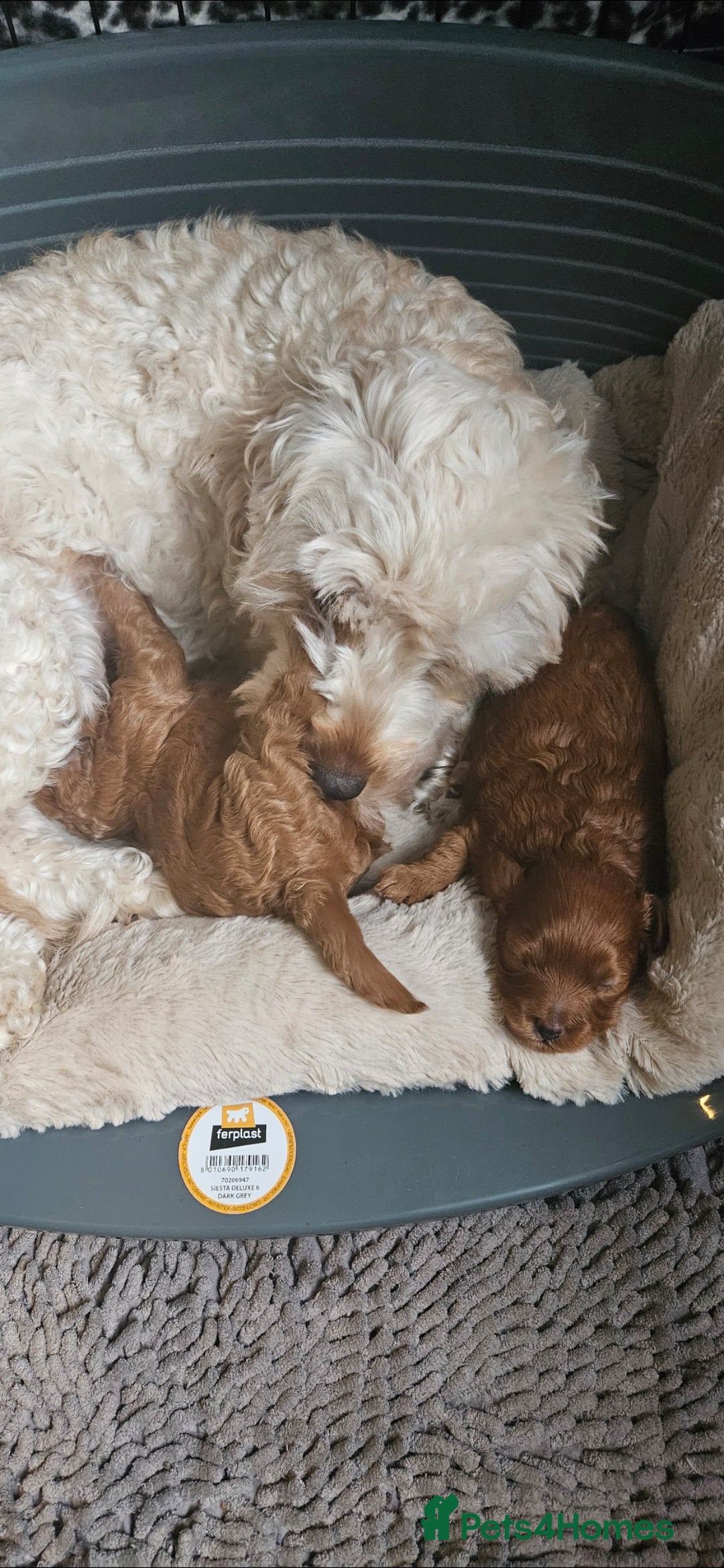 Cavapoo dogs for sale: GORGEOUS CAVAPOO MALE LOOKING FOR LOVING HOME X - Advert 11