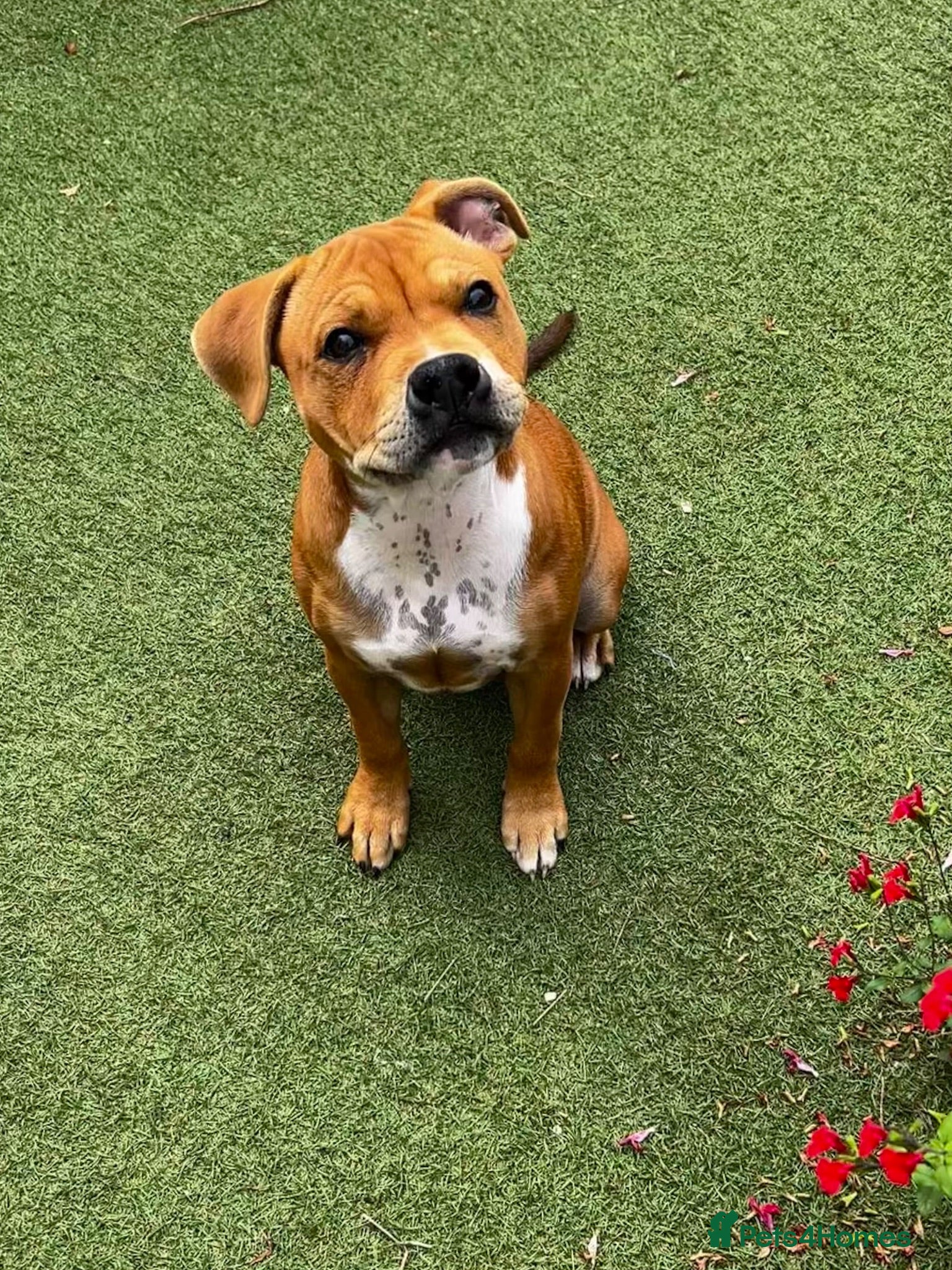 Staffordshire Bull Terrier dogs 6 month old beautiful female red staffy - Advert 9