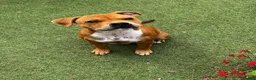 Staffordshire Bull Terrier dogs for sale: 6 month old beautiful female red staffy - Advert 1
