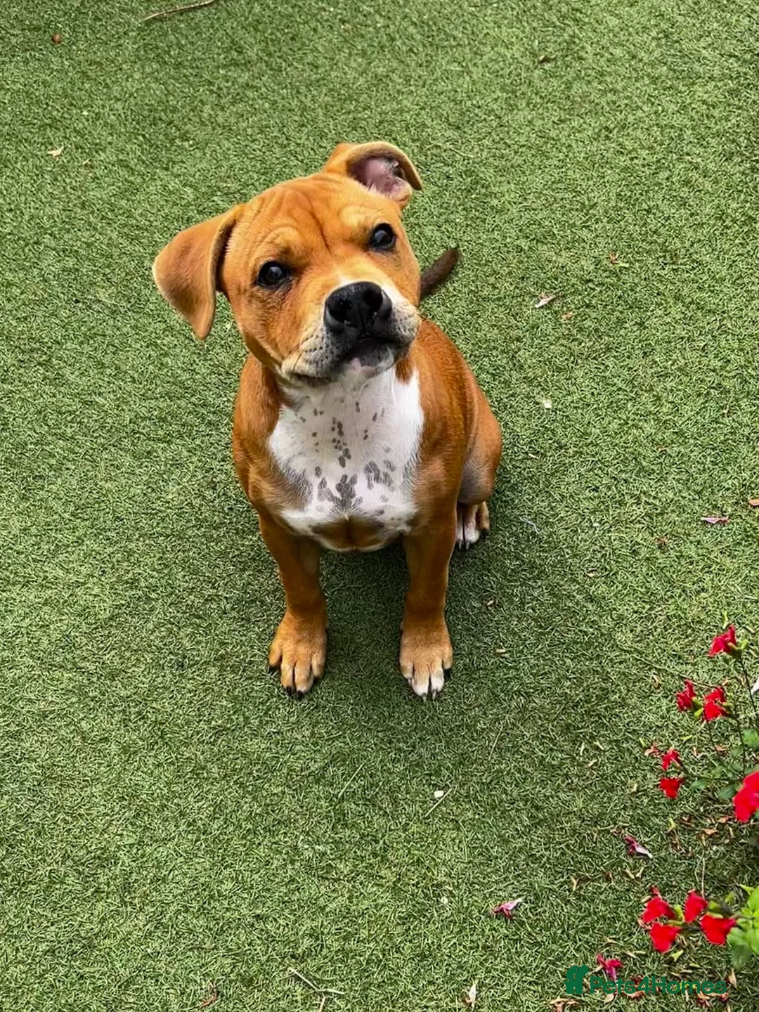 Staffordshire Bull Terrier dogs for sale: 6 month old beautiful female red staffy - Advert 1