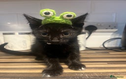 Domestic Shorthair cats for sale: 2x black kittens  - Image 1