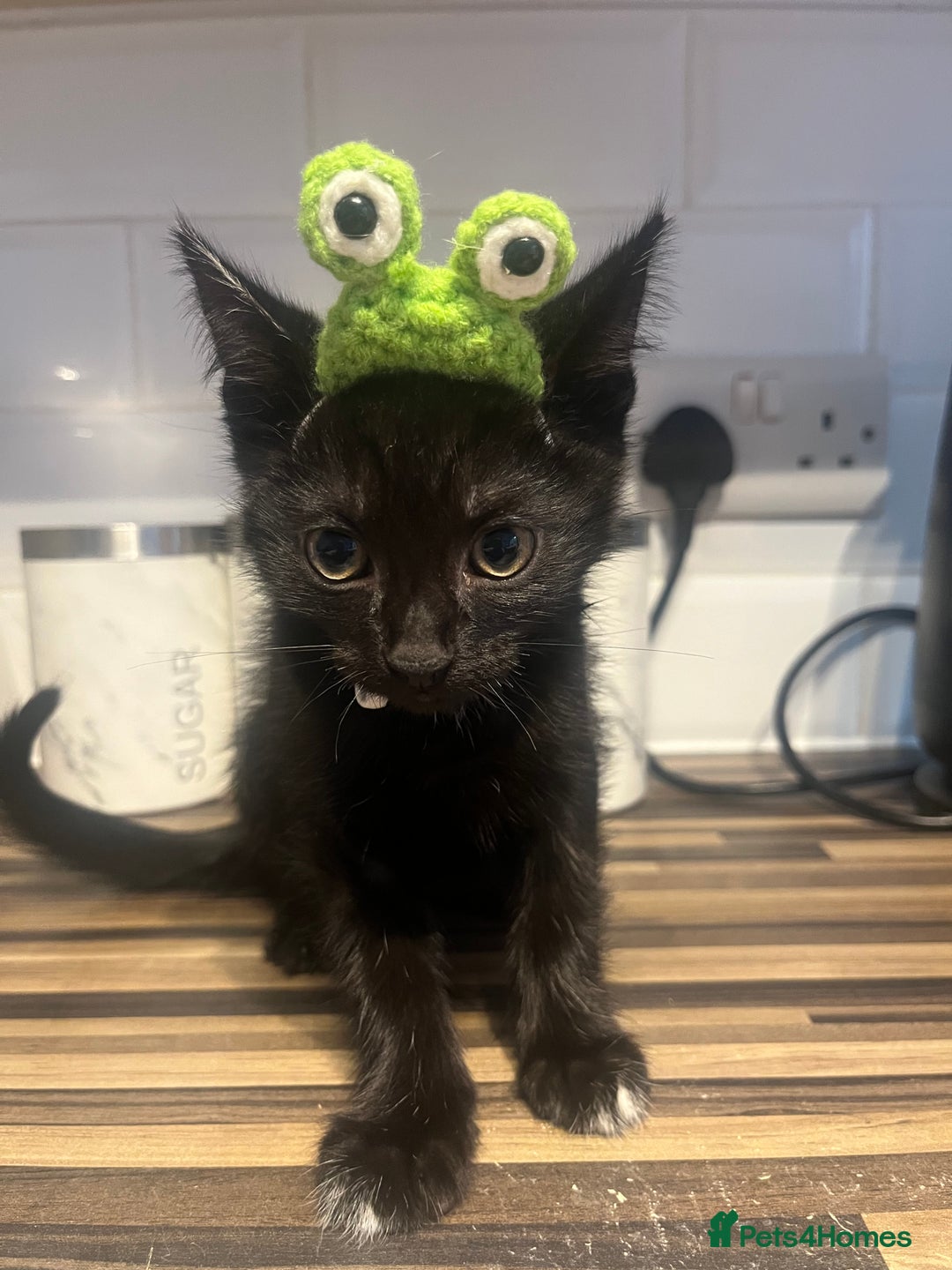 Domestic Shorthair cats for sale: 2x black kittens  - Image 1
