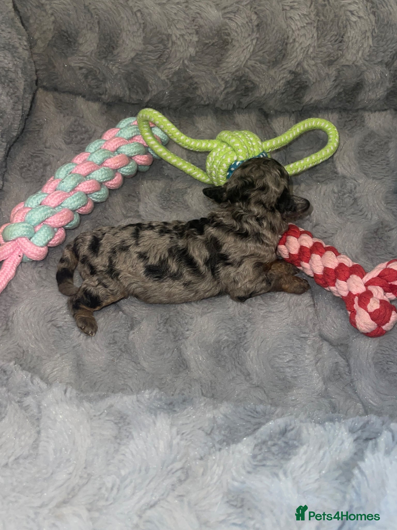 Cockapoo dogs Cockapoo puppies  - Advert 2