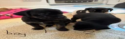 Mixed Breed dogs for sale: Jack Russell Cross Puppies  - Advert 22