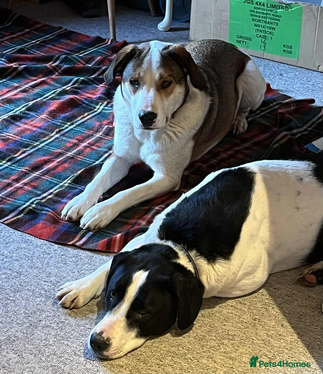 Mixed Breed dogs for adoption: Maya & Luca still waiting for you to see them 💔 - Advert 7